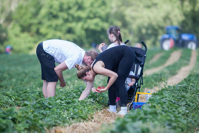 Samosběr jahod na jahodových plantážích na okraji Turnova, který začal v neděli 11. června, přilákal davy lidí.