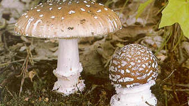 Pozor na houbách! Už čtyři případy otravy muchomůrkou tygrovanou -  Olomoucký deník