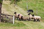 Mistrovství republiky v pasení ovčáckými psy pokračovalo 20. srpna v obci Rakousy na Semilsku. Se stádem ovcí se soutěžilo v kategoriích přehánění stáda nebo jeho rozdělení, oddělení ovce od stáda nebo nahnání stáda do ohrady.