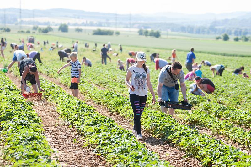 Samosběr jahod na jahodových plantážích na okraji Turnova, který začal v neděli 11. června, přilákal davy lidí.