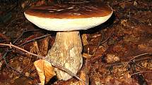 A takové houby rostou na Semilsku. 