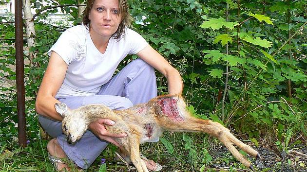 Zraněný srnec v lese pod vodárnou u Lukášova, kterému byly podle odhadu dva měsíce, neměl šanci. Dagmar Kubištová z jablonecké Ligy na ochranu zvířat viní nezodpovědné majitele psů.