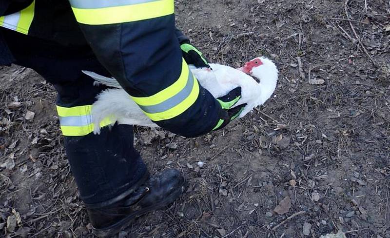 Kachny pižmové přimrzly na Jizeře do ledu