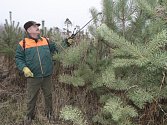 Lesníci se brání krádežím vánočních stromků nástřikem páchnoucí tekutiny nebo stříháním některých větví.