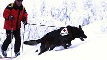 Pavel Hořejší s lavinovým psem německým ovčákem Benjim při tréninku v Jizerských horách. 