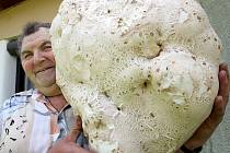 Šest a půl kilogramů těžkou a metr a půl po obvodu měřící houbu našel ve středu  na pozemku svého známého houbař František Valouch