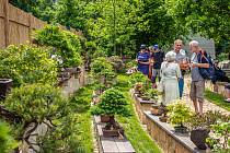 Tradiční výstava bonsají v Zahradním centru Chuchelna patří mezi populární a návštěvnicky oblíbené akce.