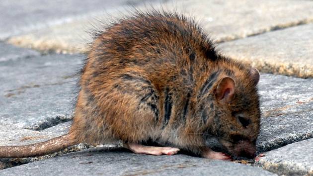 Potkan na ulici - ilustrační snímek