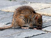 Potkan na ulici - ilustrační snímek