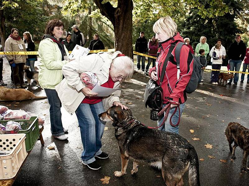 13. ročník soutěže O jabloneckého voříška 2011 se konal tradičně v Tyršových sadech. Bojovat o tituly přišli majitelé se 24 psy.