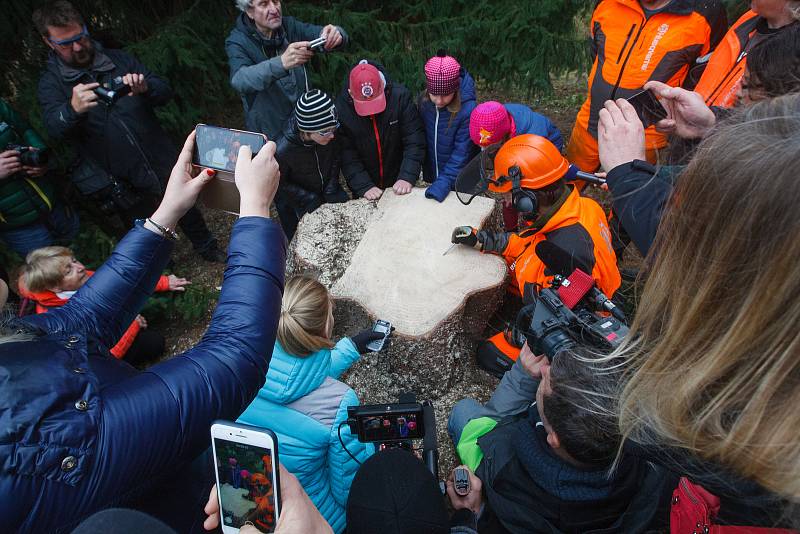 Kácení Vánočního stromu, který byl vybrán pro Staroměstské náměstí v Praze