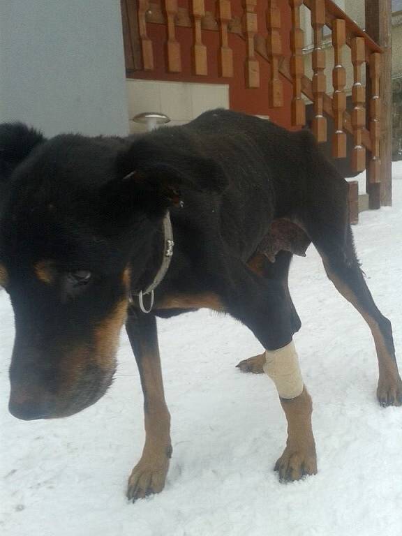 Podvyživená fenka dobrmana skončila vysílená v útulku Dášenka a putovala k veterináři.