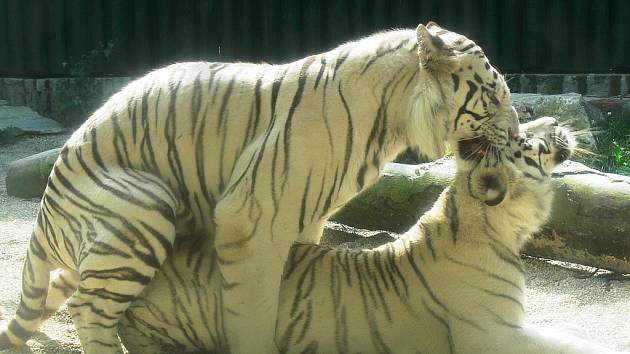 Paris a Isabella se v liberecké ZOO pářili v červnu