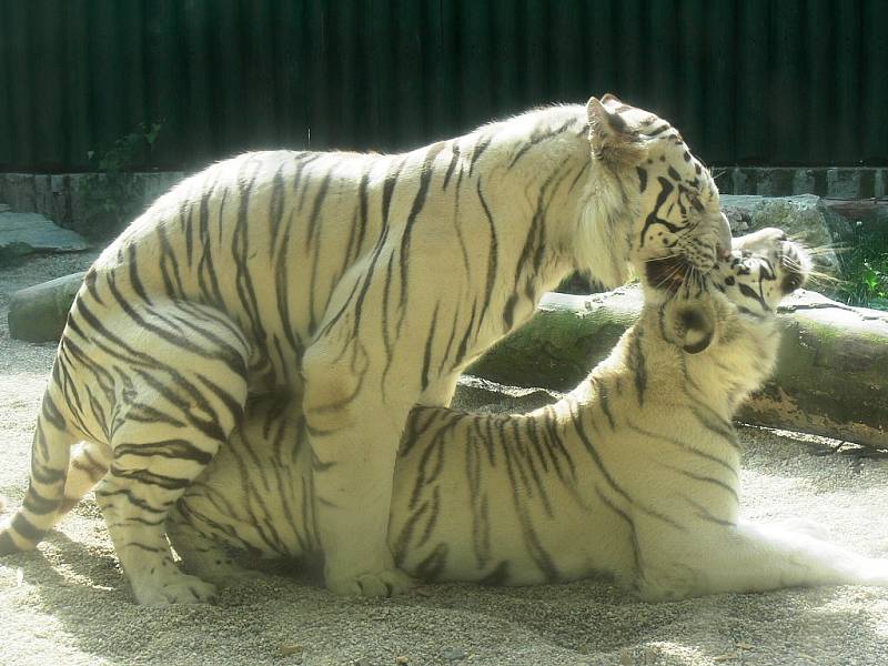 Paris a Isabella se v liberecké ZOO pářili v červnu