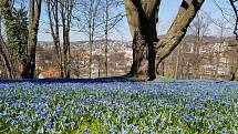 Před hradem a zámkem ve Frýdlantě právě kvetou na louce ladoňky.