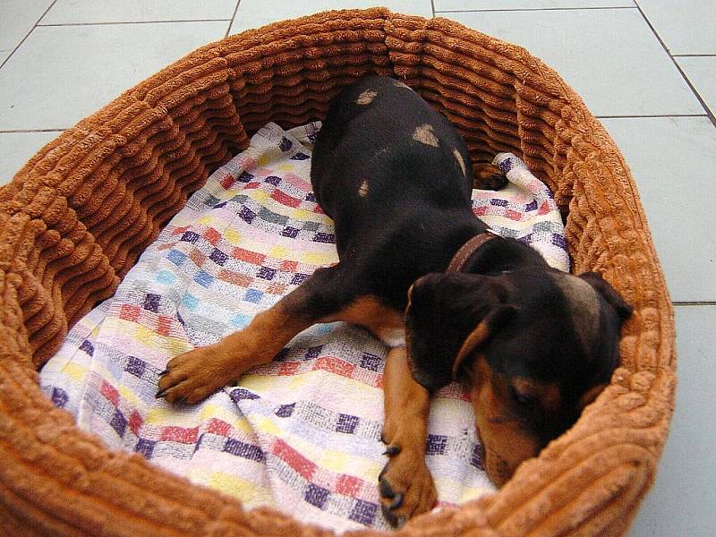 BOJUJE O ŽIVOT. Po majiteli se slehla zem. Veterinář Jaromír Baudyš vyšetřuje malého pejska ve své ordinaci. 