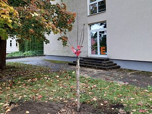 Děti ze Základní školy Liberecká vysázely jabloně.