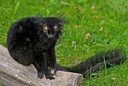Lemur černý - ilustrační foto