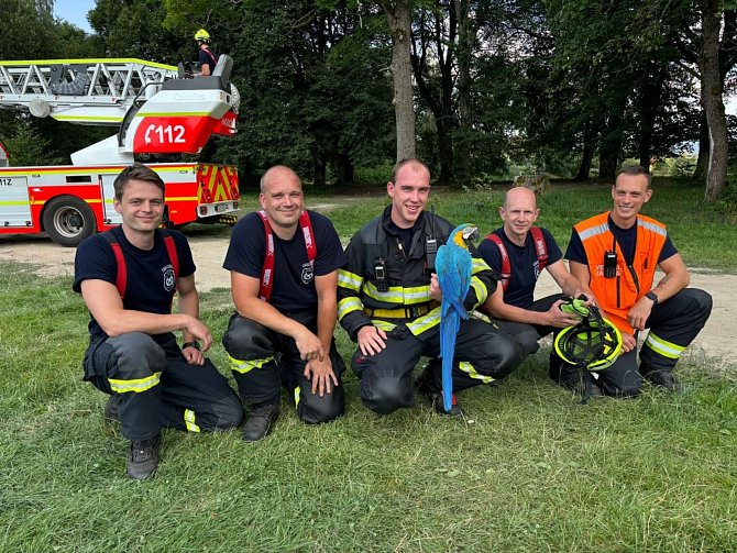Profesionální hasiči ze stanice Tanvald pomohli zachránit vzácného papouška aru v hodnotě přibližně 50 tisíc korun.