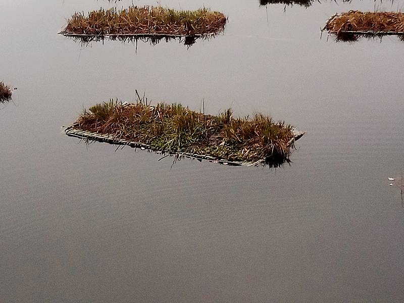 Zelené ostrůvky na hladině druhé nádrže jablonecké přehrady Mšeno pomáhají čistit vodu.