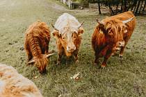 Highland Cattle.