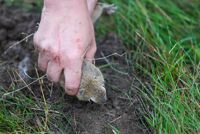 Pracovníci Agentury ochrany přírody a krajiny ČR vypustili 24. července na letišti v Hodkovicích nad Mohelkou 20 syslů obecných. Zvířata by měla posílit zdejší populaci.