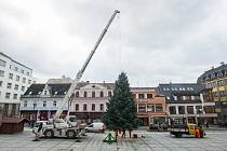 Pracovníci technických služeb instalovali 27. listopadu vánoční strom na Mírovém náměstí v Jablonci nad Nisou.