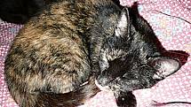 Amina ze záplav Je jednou ze sedmi koček, které přivezli do útulku  zoufalí majitelé ze zatopené Chrastavy. 