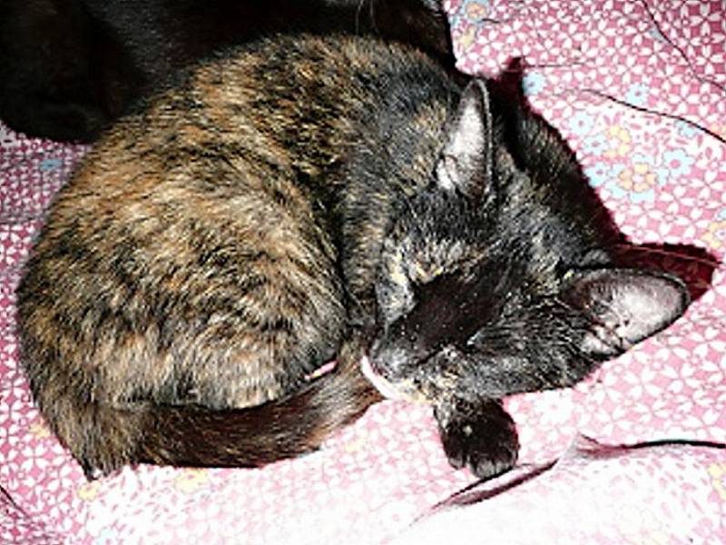 Amina ze záplav Je jednou ze sedmi koček, které přivezli do útulku  zoufalí majitelé ze zatopené Chrastavy. 