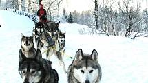 Jana Henychová jede se čtrnácti psy nejsevernější závod na tisíc kilometrů.