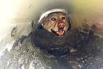 Po pádu do hasičské nádrže se pes snažil dostat ven vtokovou rourou. Hasiči ho zachránili