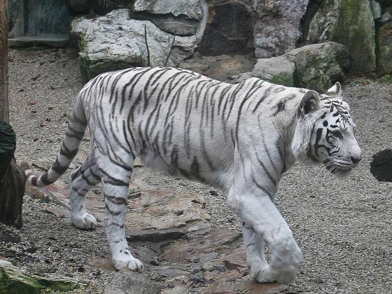 Ve čtvrtek ráno při krmení v liberecké zoo nadzvihli lvi Elsa a Sultán bezpečnosttní dvířka, vnikli do sousedního výběhu a během několika vteřin roztrhali zakladatelku chovu bílých tygrů v Liberci tygřici Isabell. Snímky pocházejí ze středy 18. listopadu 