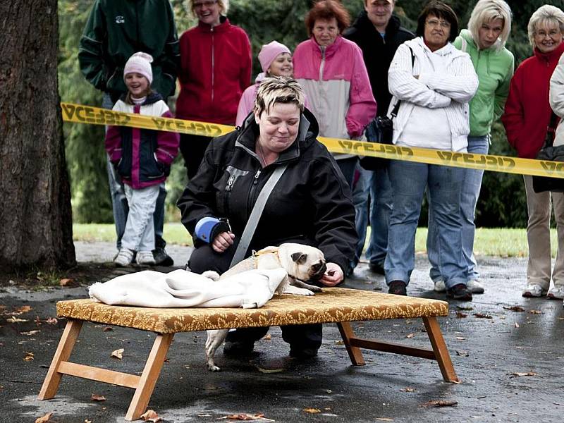 13. ročník soutěže O jabloneckého voříška 2011 se konal tradičně v Tyršových sadech. Bojovat o tituly přišli majitelé se 24 psy.