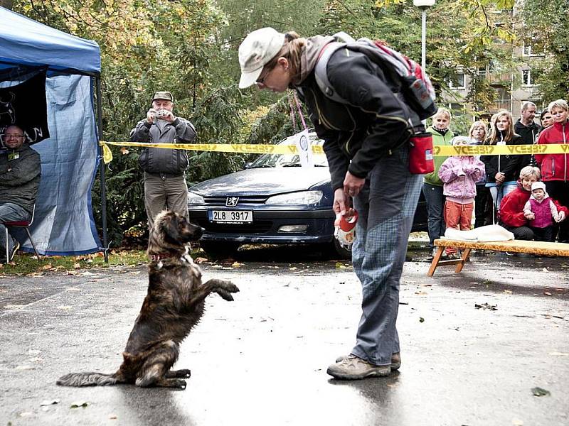 13. ročník soutěže O jabloneckého voříška 2011 se konal tradičně v Tyršových sadech. Bojovat o tituly přišli majitelé se 24 psy.