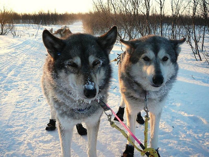 Jana Henychová se připravuje v Norsku na evropský nejdelší a nejnáročnější závod psích spřežení Finnmarkslopet. Teploty v Norsku jsou hluboko pod bodem mrazu, psům mrznou sliny na tlamě.