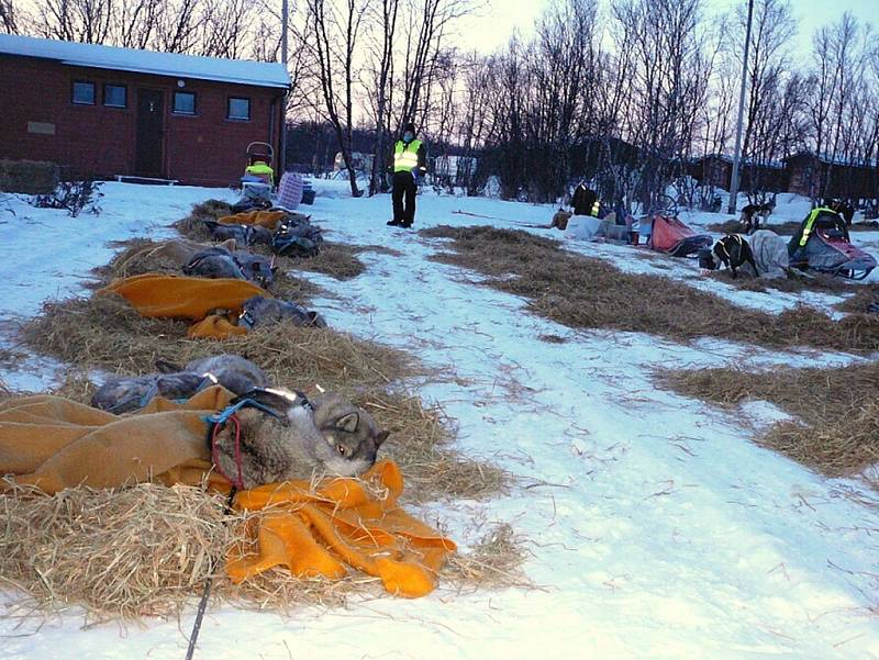 Jana Henychová se připravuje v Norsku na evropský nejdelší a nejnáročnější závod psích spřežení Finnmarkslopet. Na snímku psi odpočívají po celodenním tréninku.