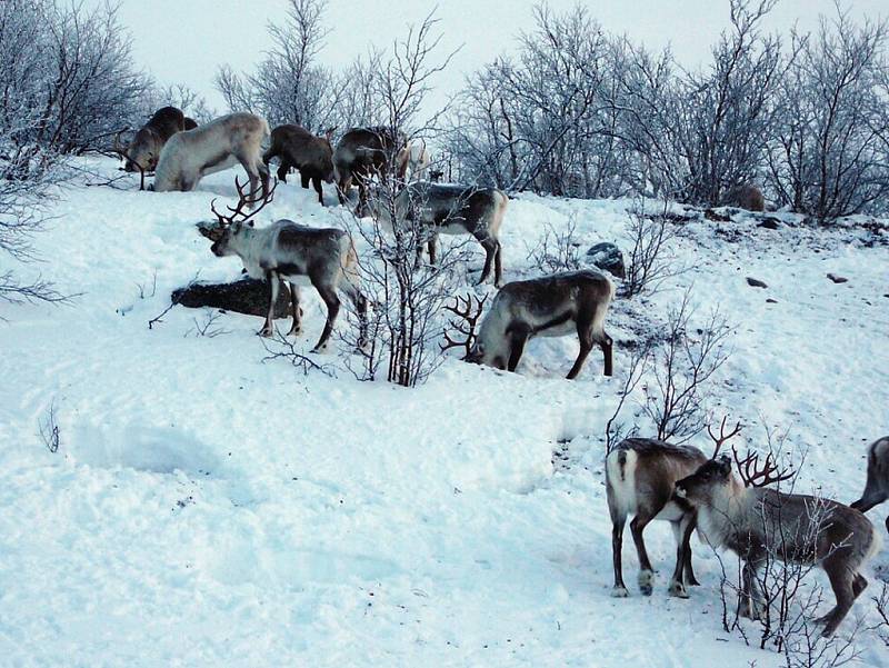 Jana Henychová se připravuje v Norsku na evropský nejdelší a nejnáročnější závod psích spřežení Finnmarkslopet. Při cestě se spřežením se běžně setkává se stády sobů.