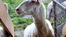Spokojená ovce z Farmy Lukava