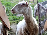 Spokojená ovce z Farmy Lukava