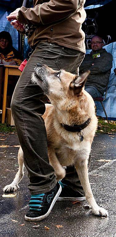 13. ročník soutěže O jabloneckého voříška 2011 se konal tradičně v Tyršových sadech. Bojovat o tituly přišli majitelé se 24 psy.