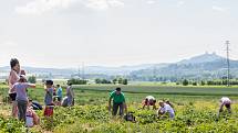 Samosběr jahod na jahodových plantážích na okraji Turnova, který začal v neděli 11. června, přilákal davy lidí.