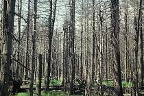 Les, ve kterém se nezasáhlo proti množení kůrovce