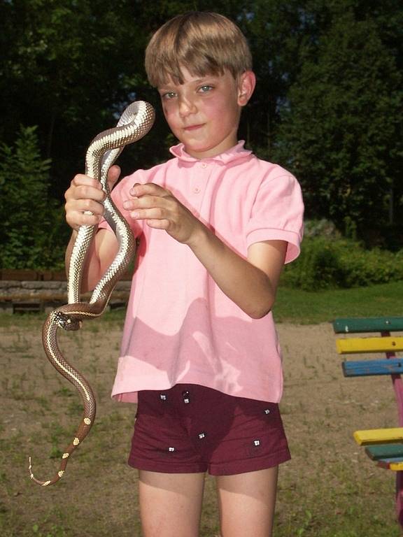 Had může být kamarád. Hodně lidí si plete zmiji s užovkou a pro některé je dokonce had jako had. Zmije je přísně chráněná a její bezdůvodné zabití je nezákonné.  Martin Kubišta se nebojí vzít pod dohledem chovatele nejedovatého hada do ruky.