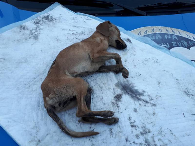 Neznámý pachatel odložil vyhublé štěně vedle polní cesty, našla jej studentka, ani péče veterináře už neodvrátila její konec. Jde o podezření na trestný čin týrání zvířete.