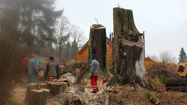 U tří líp, Nová Ves nad Nisou - těsně před koncem  kácení