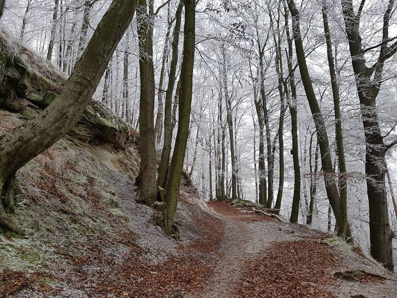 BUŘTÍKY NA DĚVÍNĚ. Zhruba 250 uzenin a adekvátní počet krajíců chleba připravili na Obecním úřadě v Hamru na Jezeře na Silvestrovský pochod. Nezapomněli ani na erární hořčici. 