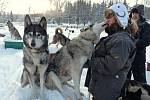 Přívaly sněhu v Jizerských horách rozhodně vítají sibiřské husky musherky Jany Henychové z Horního Maxova. Sněhu je ale tolik, že už se podle Jany ani nedá jezdit na saních. Psi prostě v bílé hmotě zmizí. 