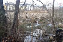 Obnova čeká dlouhodobě nefunkční historický rybník Matouš v Lomnici nad Popelkou.