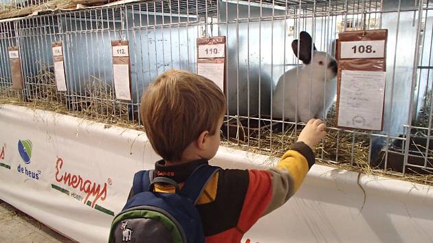 FOTO: Návštěvníci obdivovali 187 králíků i holuby - Jablonecký deník