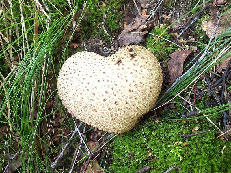 Nemusíme všechno jen "sežrat", příroda dává i dary pro potěšení. Zamilovaný pestřec.